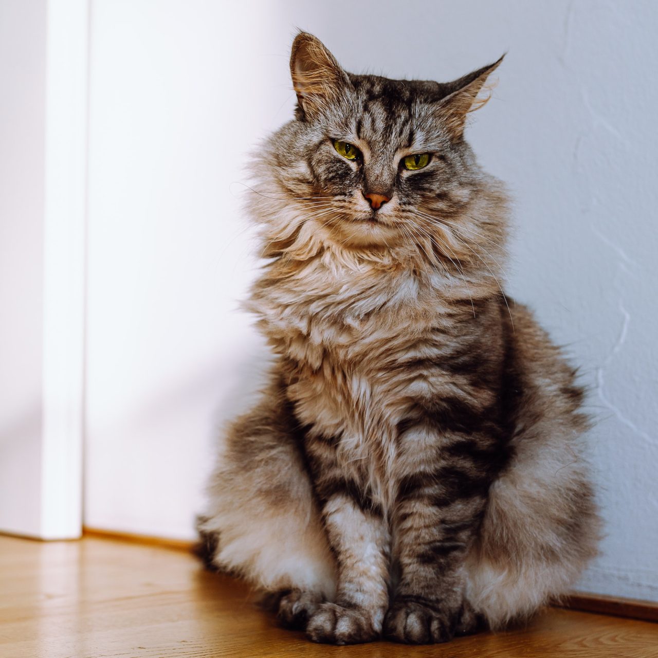 cute-cat-with-narrowed-eyes-against-background-of-white-wall-in-apartment-close-up.jpg