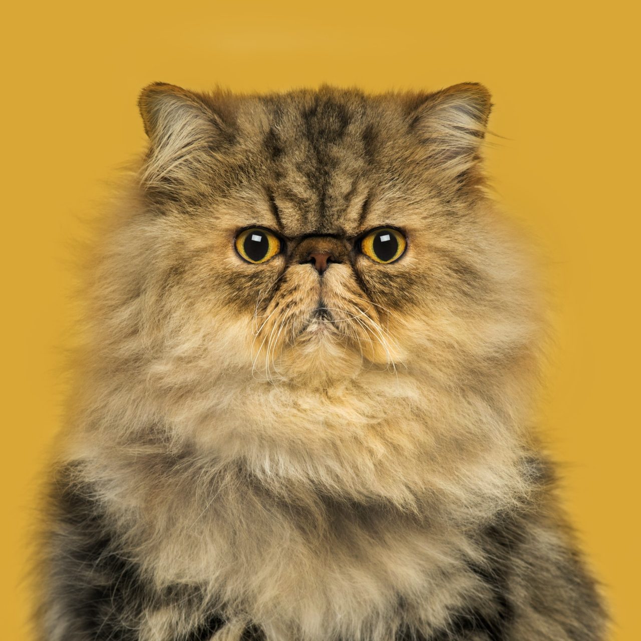 front-view-of-a-grumpuy-persian-cat-sitting-looking-at-the-camera-on-a-orange-background.jpg